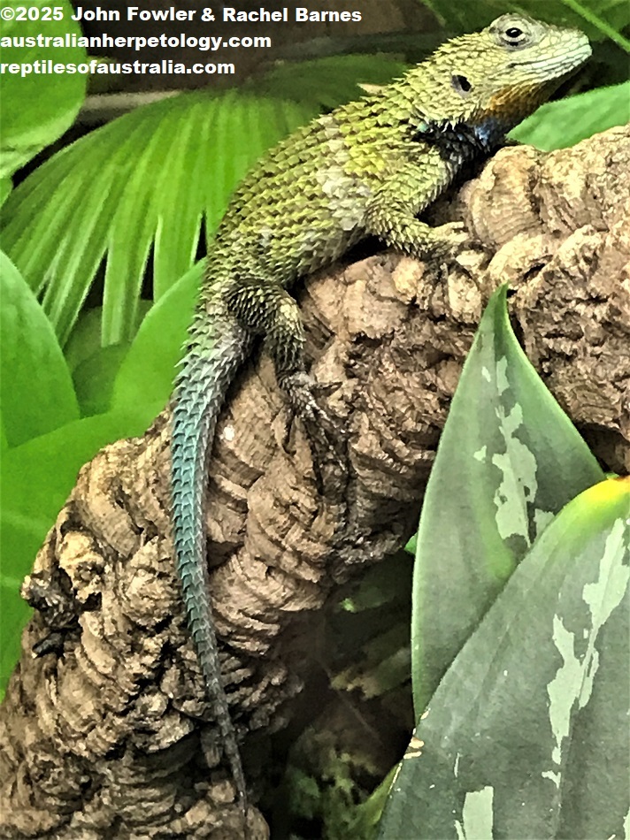 Captive Emerald Swift (Sceloporus malachiticus) photographed at the Green Planet Dubai.